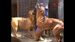 BOERBOEL DOGS.MY JOURNEY WITH BOERBOEL DOGS @ DK9 KENNEL KAREN (Dog Tv Kenya Episode 87)