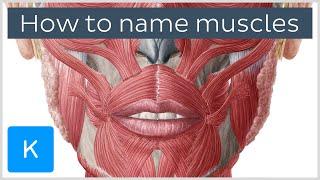 How are muscles named? - Terminology - Human Anatomy | Kenhub