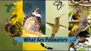 What Are Pollinators