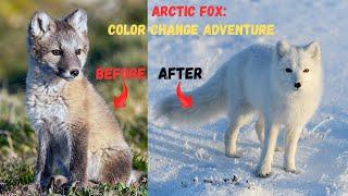 Arctic Fox - Color Change Adventure