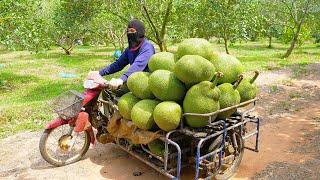 Amazing Thai Jackfruit Farm! Jackfruit Harvesting Process! - Thailand Street Food