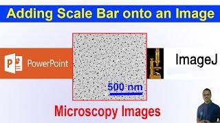 Adding a Scale Bar onto a Microscopy Image using PowerPoint/ImageJ | Drawing/Graphing-09