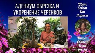 АДЕНИУМ ОБРЕЗКА И УКОРЕНЕНИЕ ЧЕРЕНКОВ 4К