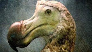 Wissenschaftler Kennen Endlich Den Wahren Grund Für Das Aussterben Der Dodo-Vögel