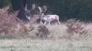 Fallow Deer Parallel Walk A