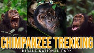 EPIC Chimpanzee Trekking & Habituation Experience in Kibale National Park, Uganda