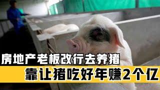 卖房不如养猪？房地产老板改行养猪，抓住养猪秘诀一年狂赚2个亿