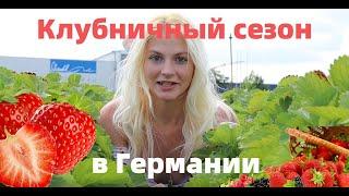 Клубничный сезон Германия (Обожрались, халява, Erdbeeren)