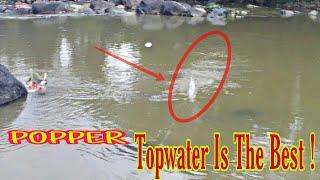 Popper Trick || Begini Cara Menggunakan Lure POPPER (TOPWATER)
