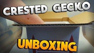 Unboxing An Awesome New Crested Gecko From JB's Cresties!