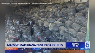 Massive cannabis bust in San Bernardino County