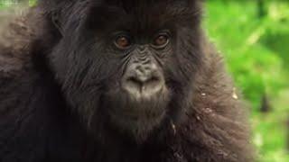 Meet This Family of Mountain Gorillas | Cousins | BBC Earth