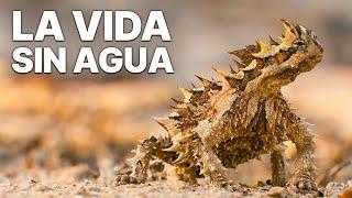 La Vida sin Agua | Inventos de la naturaleza