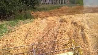 Косим пшеницу в Украине. Уборка урожая 2021