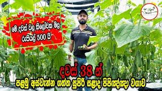 දවස් 38 යි පළමු අස්වැන්න ගත්තා | Salad Cucumber | Smart Agri | 0769808008