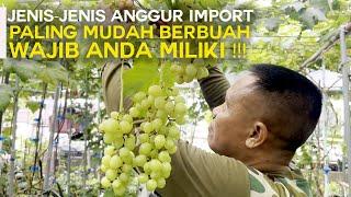 JENIS - JENIS ANGGUR IMPORT, MUDAH BERBUAH, WAJIB ANDA MILIKI !!! 