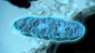 How Mitochondria Produce Energy