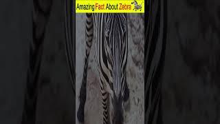 5 Shocking Things About Zebra | Zebra Amazing Fact #shorts