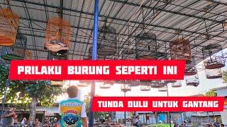 pahami prilaku burung dirumah agar kita tahu kapan saatnya kita tunda saat menggantangnya