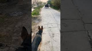 Dog got scared of a Horse #shorts #dog #puppy #horse #funny #ytshorts #guarddog