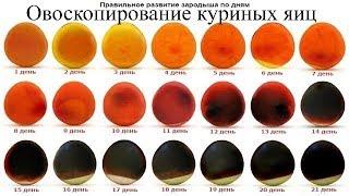 Овоскопирование куриных яиц/Овоскоп в домашних условиях за 5 минут