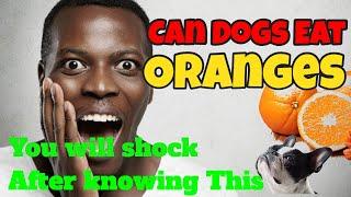 Can Dogs Eat Oranges You will shock after knowing This