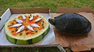 Turtles Love Pizza!