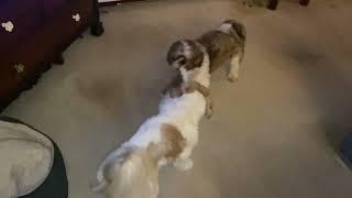 Shih tzu playing