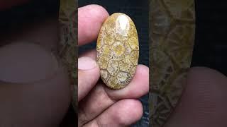 Coral Fossil Cabochon 35x20x5 mm #coral #gemstone #cabochons #naturalstone #fossil #beautiful