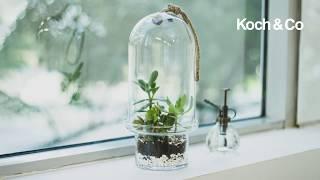 Koch & Co - A Simple Five-Step Guide To Make Your Own Terrarium