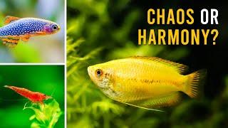 Can Honey Gouramis, CPDs & Shrimp Coexist In A Nano Planted Aquarium?