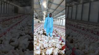 Modern day Broiler Chicken Farming with the Best Results [Growing Chickens for Meat]