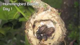 Hummingbird Babies Birth to Fledging the Nest ~ First Flight ~ Amazing!