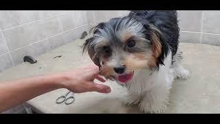 Difficult Doggie Groom; Puppy's 1st groom, how to groom a puppy who is resistant, squirmy