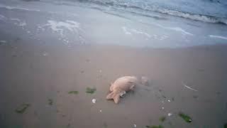 Cvetas Karpfen abends am Strand von Swinemünde