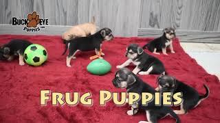 Frug Puppies