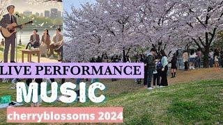 Seoul cherry blossoms 2024|spring in seoul Korean travel vlog, کره جنوبی،سئول