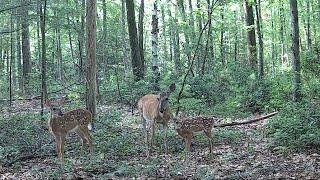 3 Months of Trail Camera Footage- May-July