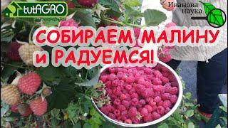 ДВА УРОЖАЯ МАЛИНЫ В ГОД. Когда обрезать ремонтантную малину, чтобы получать отличные урожаи.