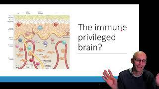 The brain is immune privileged: What does that mean?