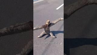 Helping sloth mom#healing #rescue #animalshorts #cute #cuteanimals #shortvideo #shorts