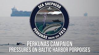 Perkunas Campaign: Pressures on Baltic Harbor Porpoises