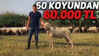 60 KOYUNDAN 60 BİN TL SÜT PARASI | LAGUN SAKIZ TAHİROVA KIRMALARI