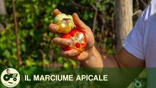 Combattere il MARCIUME APICALE dei POMODORI - Il contadino Nick