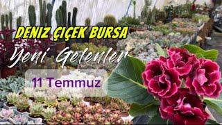 11 Temmuz Yeni Gelen Türler / Deniz Çiçek Bursa #vlog #sukulent #kaktüs #hoya #menekşe