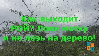 Как вылетает рой из улья! Как вернуть пчёл обратно? Роение, как отличить от облета?