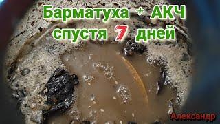 Барматуха + АКЧ спустя 7 дней