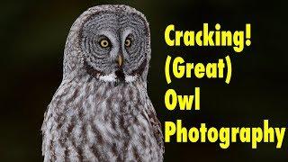 A SuperFun Evening Photographing Owls in Jackson Hole