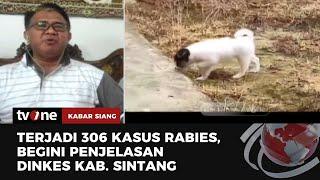 Dinkes Kab. Sintang Mencatat 306 Kasus Gigitan Anjing Rabies, 8 Meninggal Dunia | Kabar Siang tvOne