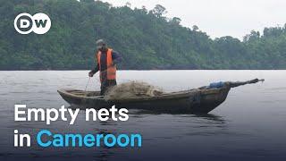 Unregulated Chinese fishing threatens livelihoods in Cameroon | DW News